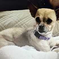 adopt-pet