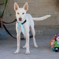 Thumbnail photo of PALOMO #3