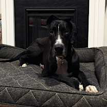 Thumbnail photo of Scoobie #4