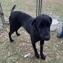 Thumbnail photo of Onyx #1