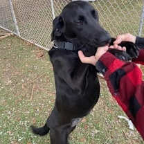 Thumbnail photo of Onyx #3
