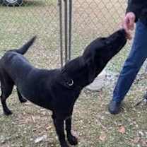 Thumbnail photo of Onyx #4