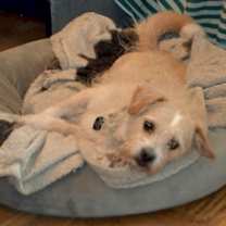 Thumbnail photo of Furgus #4