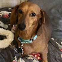 Thumbnail photo of Chicho #1