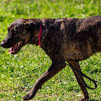 Thumbnail photo of Chloe #1