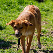 Thumbnail photo of Sully #1