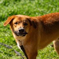 Thumbnail photo of Sully #2