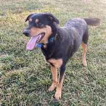 Thumbnail photo of COOPER (BONDED W/BAILEY) (COURTESY POST) #1