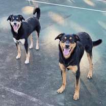 Thumbnail photo of COOPER (BONDED W/BAILEY) (COURTESY POST) #2