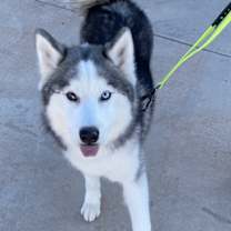 Thumbnail photo of Dakota #1