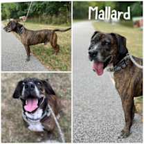 Thumbnail photo of Mallard #1