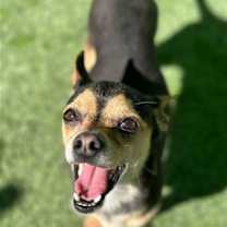Thumbnail photo of Nacho #1