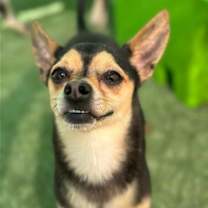Thumbnail photo of Nacho #2