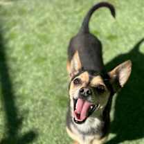 Thumbnail photo of Nacho #3