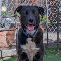 Thumbnail photo of Pituca #2