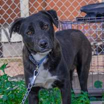 Thumbnail photo of Pituca #3