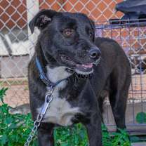 Thumbnail photo of Pituca #4