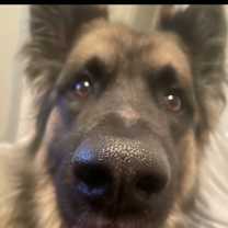 Thumbnail photo of Louie #3