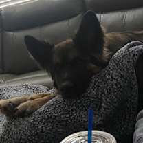 Thumbnail photo of Louie #4