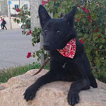 Thumbnail photo of Perla #1