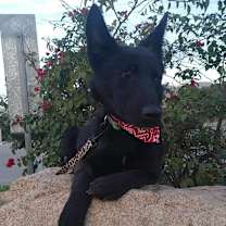 Thumbnail photo of Perla #2
