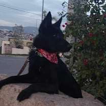 Thumbnail photo of Perla #3