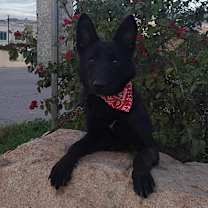 Thumbnail photo of Perla #4