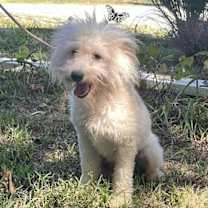 Thumbnail photo of Clark/ADOPTED #2