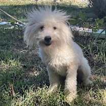 Thumbnail photo of Clark/ADOPTED #3
