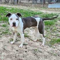 Thumbnail photo of Bruce #3