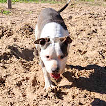 Thumbnail photo of Bruce #4