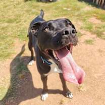 Thumbnail photo of Thumper #4