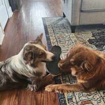 Thumbnail photo of Chase #3