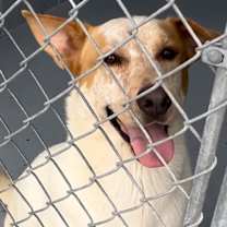 Thumbnail photo of Peanut #2