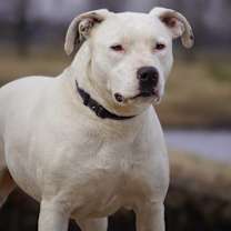 Thumbnail photo of Athena #1