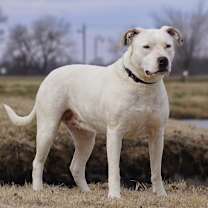 Thumbnail photo of Athena #2