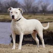 Thumbnail photo of Athena #3