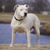 Thumbnail photo of Athena #4