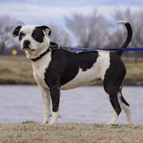 Thumbnail photo of Nova #3
