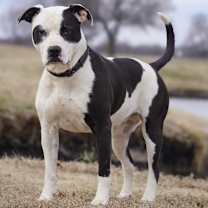 Thumbnail photo of Nova #4