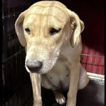 Thumbnail photo of Daisy #1