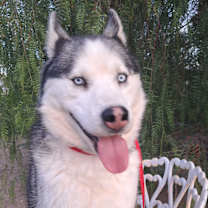 Thumbnail photo of BOOMA #2