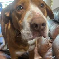 Thumbnail photo of BUDDY #3