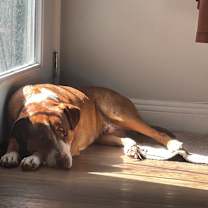 Thumbnail photo of BUDDY #4