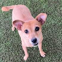 Thumbnail photo of Rose #1