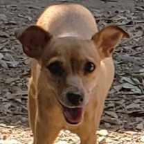 Thumbnail photo of Rose #2