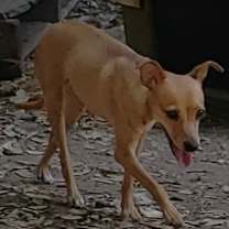 Thumbnail photo of Rose #3