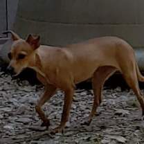 Thumbnail photo of Rose #4