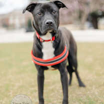 Thumbnail photo of Bagel - Courtesy Post #1