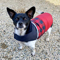 Thumbnail photo of Snoopy #1